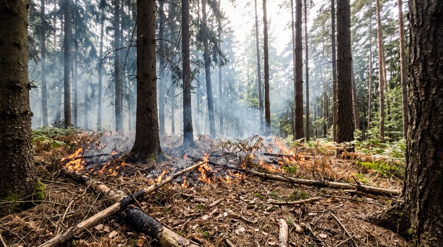 Bodenfeuer im Nadelwald, Rauch zwischen den Stämmen